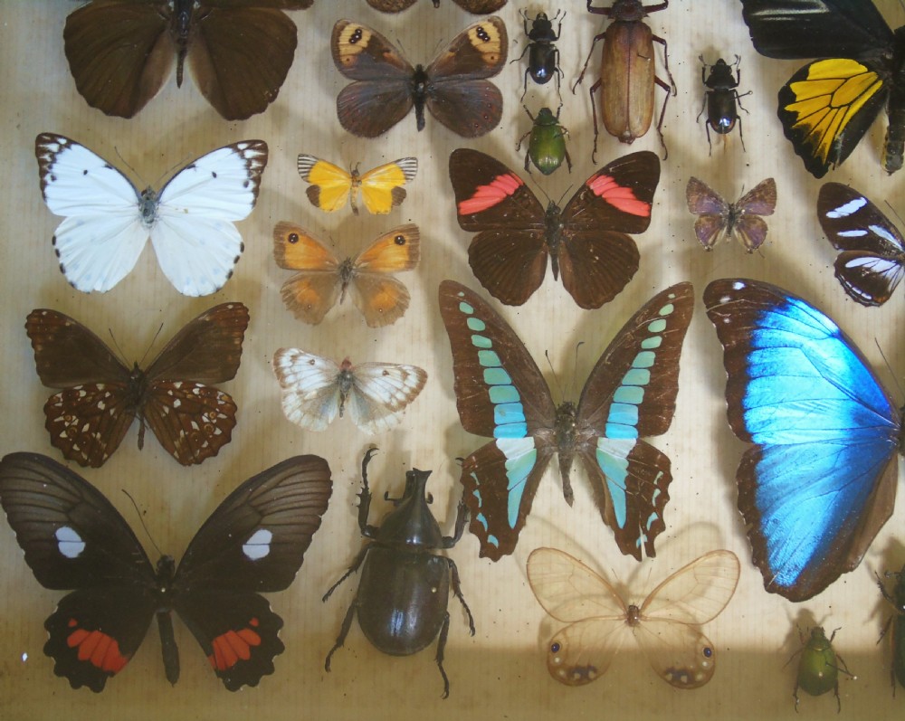 Large Antique Specimen Butterfly and Insect Case View VI