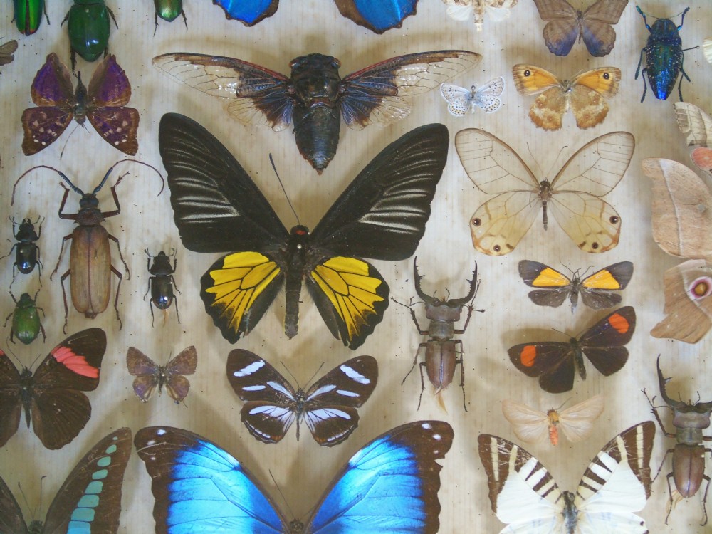Large Antique Specimen Butterfly and Insect Case View VII