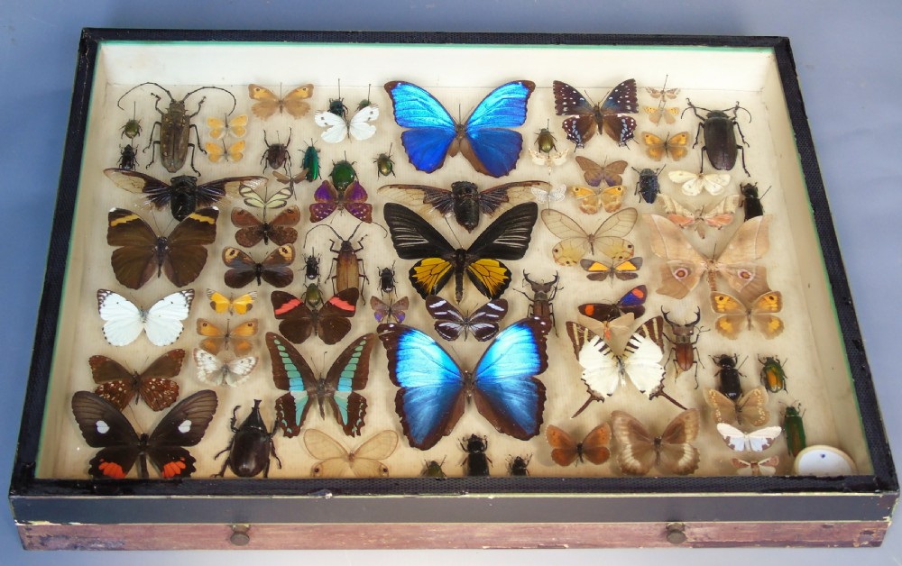 Large Antique Specimen Butterfly and Insect Case View VIII