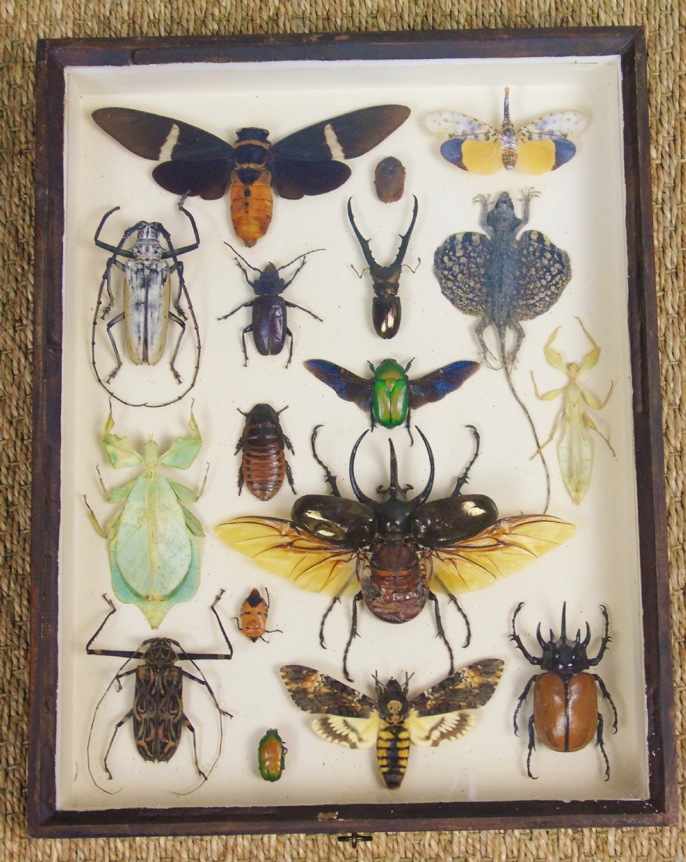Fabulous Antique Collection Cased Insect and Butterfly Specimens