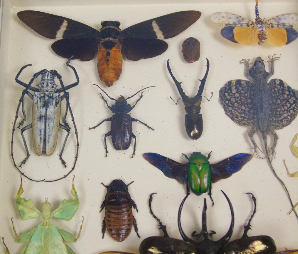 Fabulous Antique Collection Cased Insect and Butterfly Specimens View III