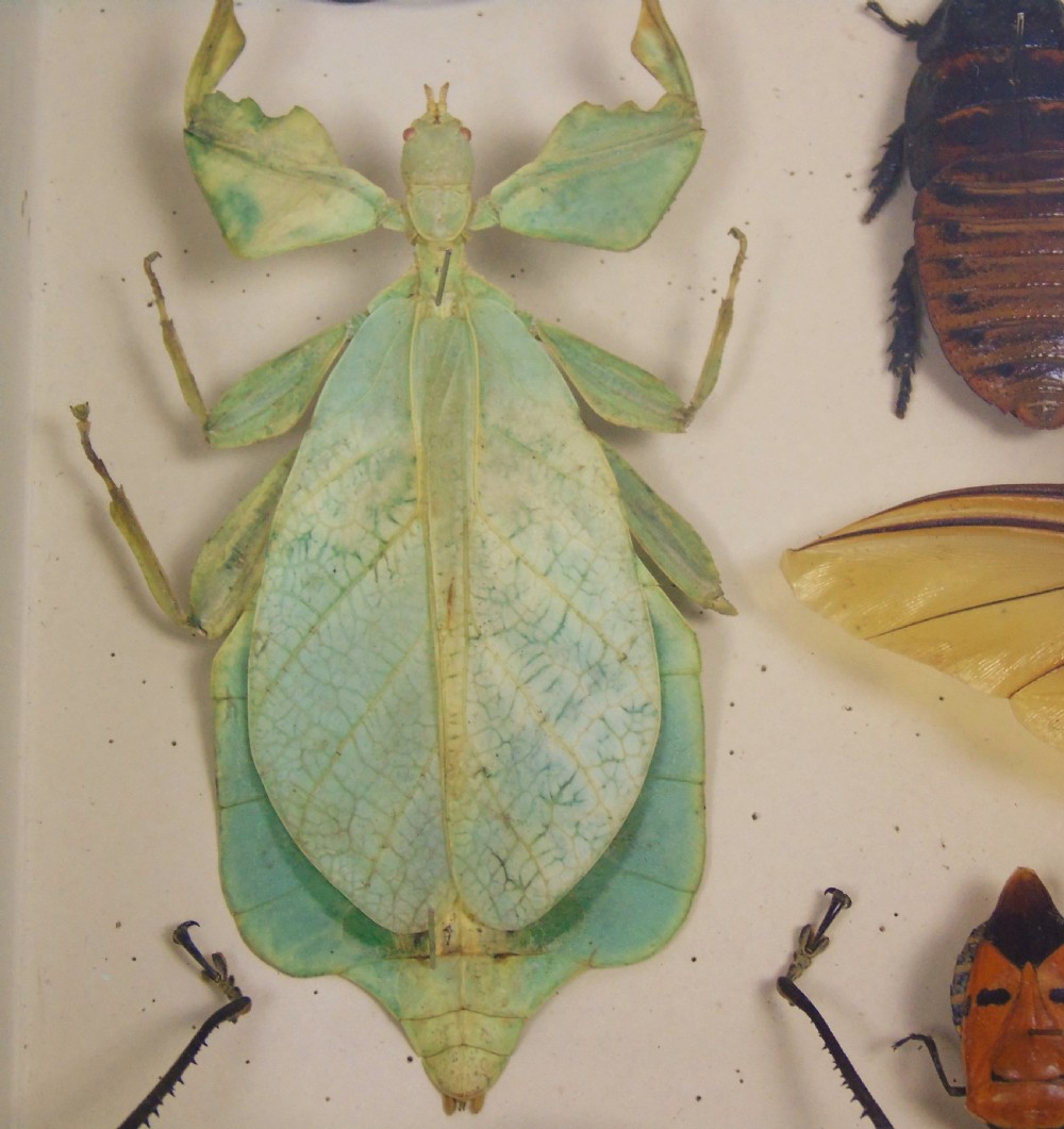 Fabulous Antique Collection Cased Insect and Butterfly Specimens View IV