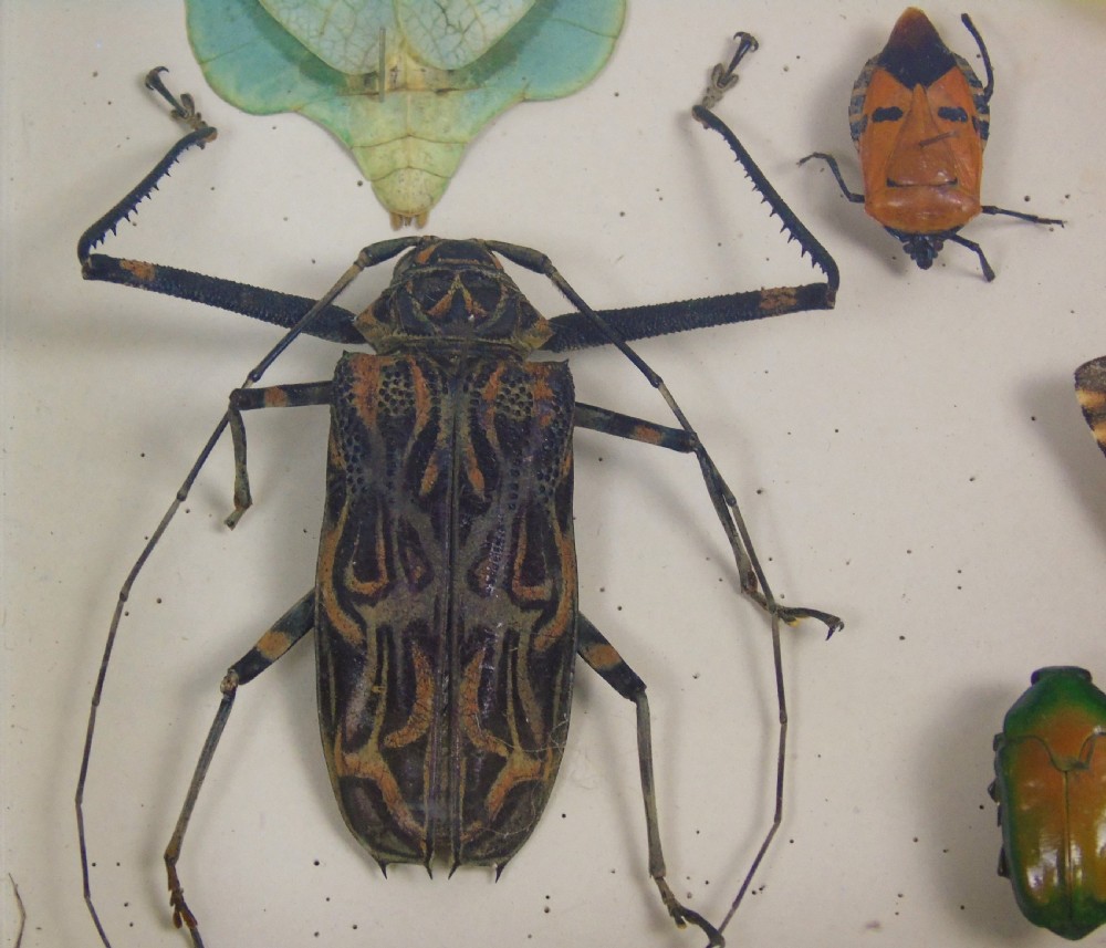 Fabulous Antique Collection Cased Insect and Butterfly Specimens View V