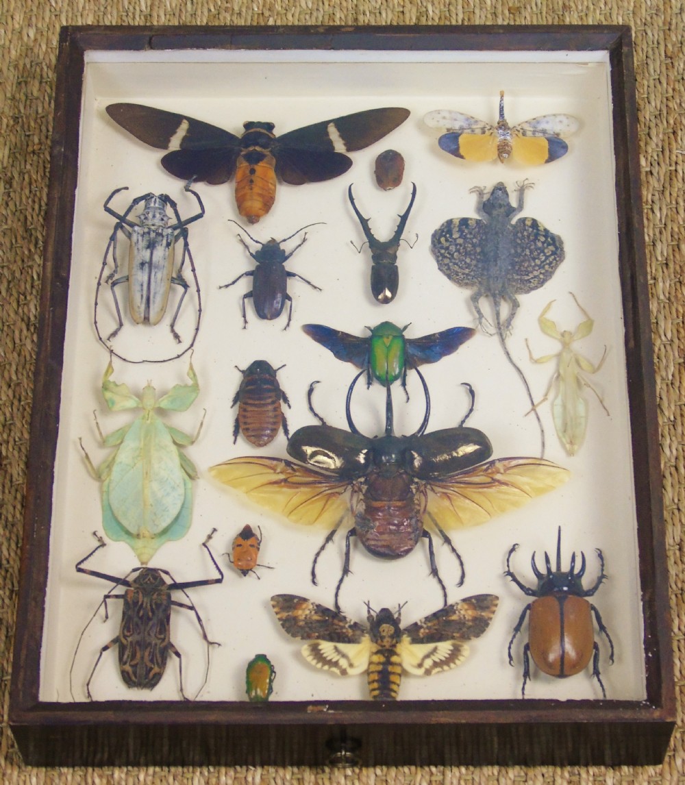 Fabulous Antique Collection Cased Insect and Butterfly Specimens View VI