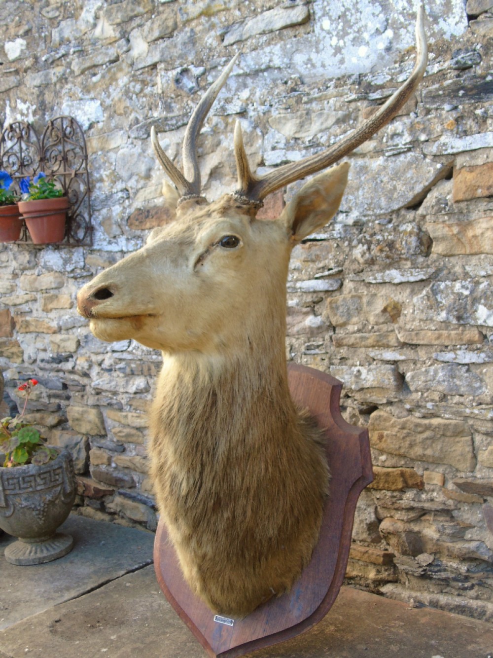 Antique Taxidermy Stags Head View II