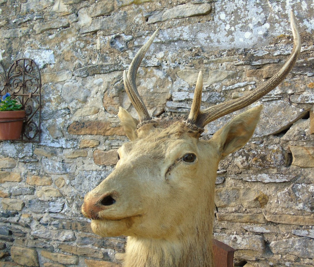 Antique Taxidermy Stags Head View III