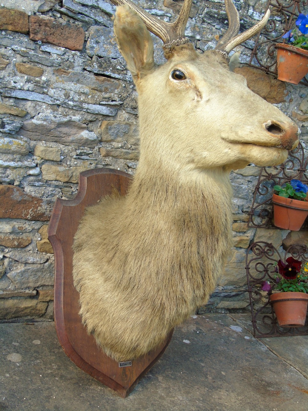 Antique Taxidermy Stags Head View IV
