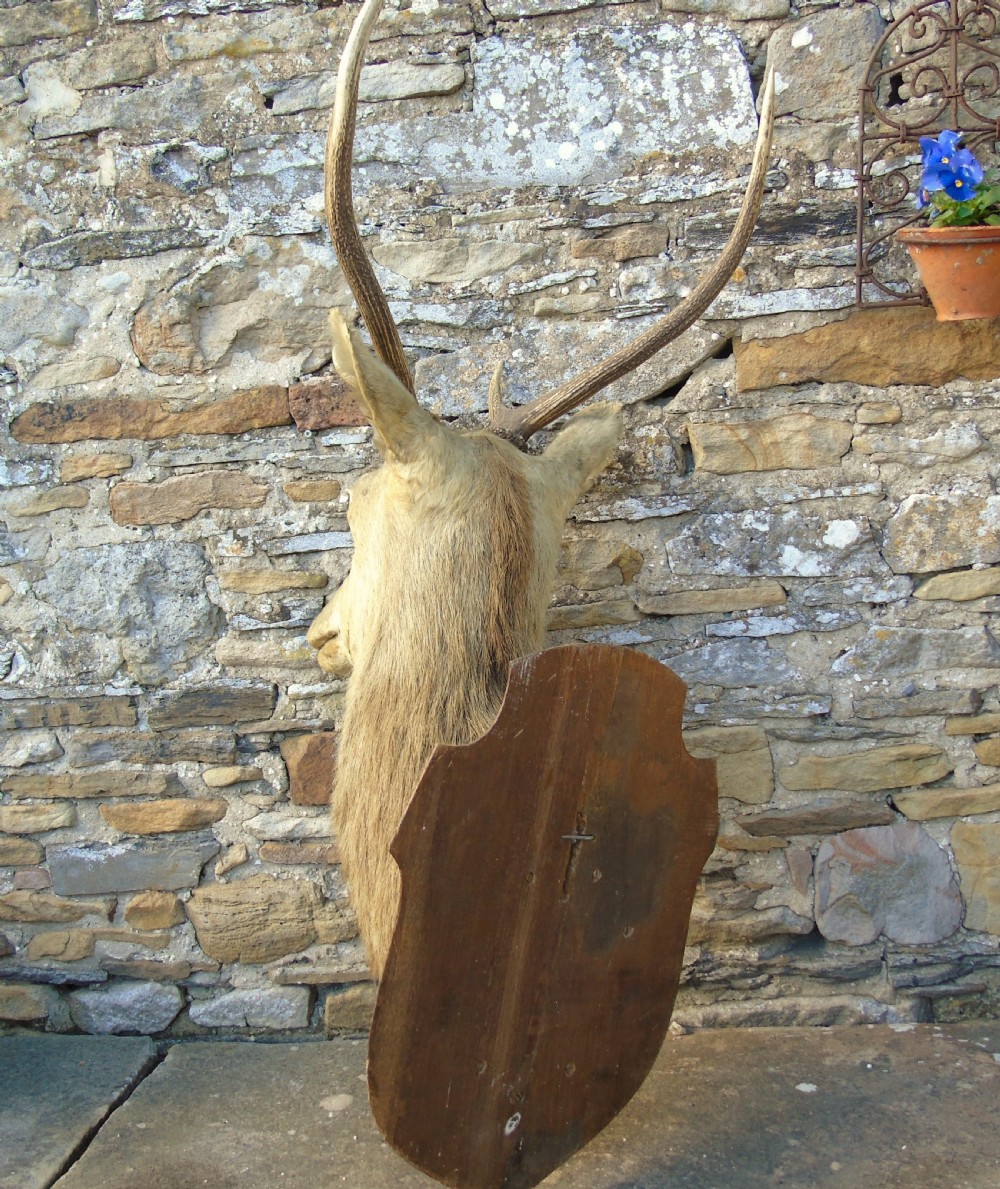 Antique Taxidermy Stags Head View VI