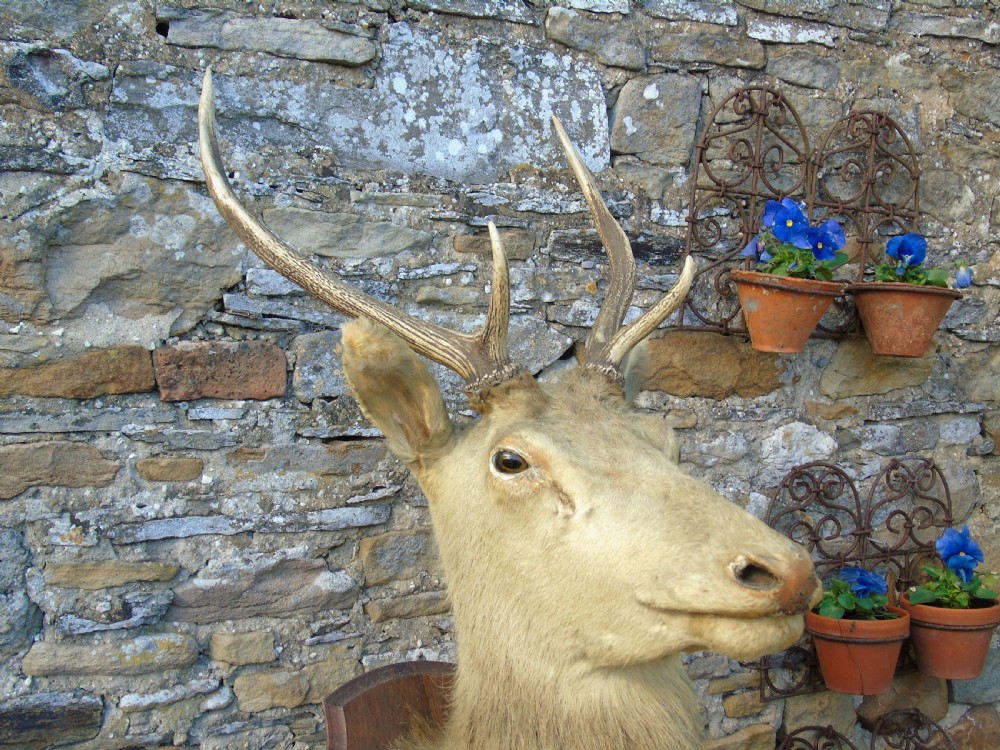 Antique Taxidermy Stags Head View VII