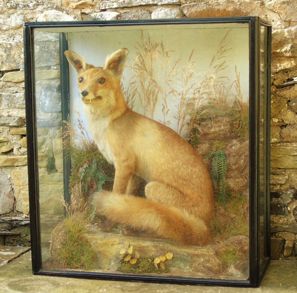 Victorian Taxidermy Red Fox Specimen Cased
