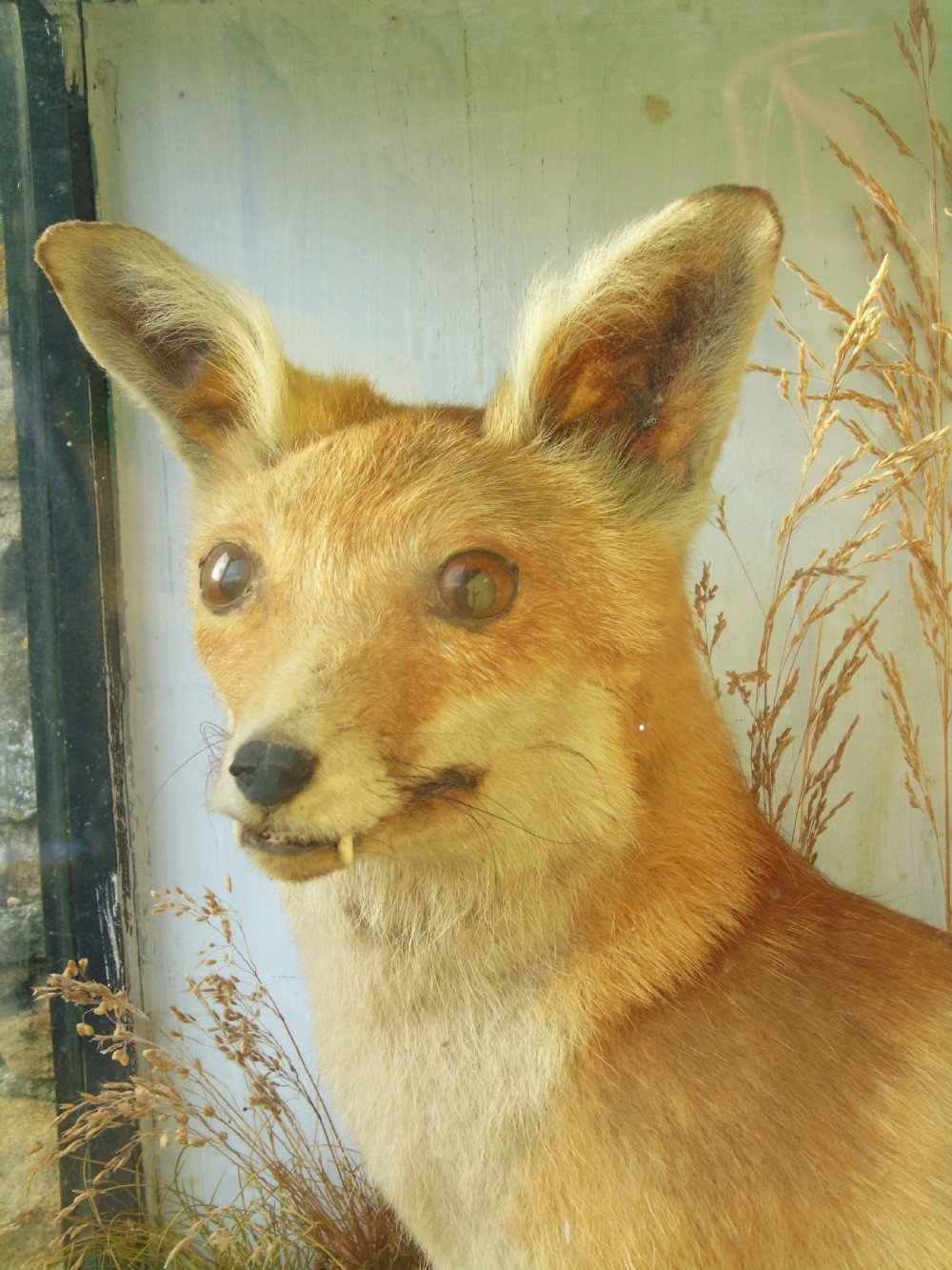 Victorian Taxidermy Red Fox Specimen Cased View II