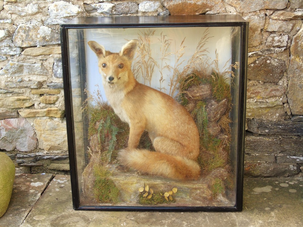 Victorian Taxidermy Red Fox Specimen Cased View III