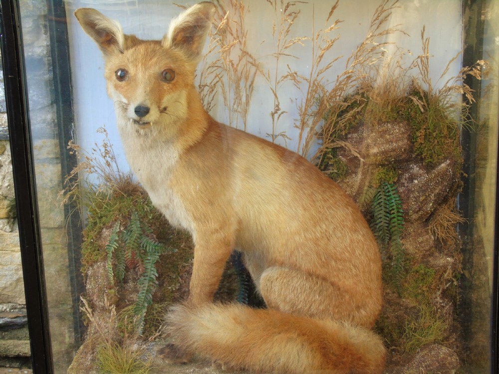 Victorian Taxidermy Red Fox Specimen Cased View IV