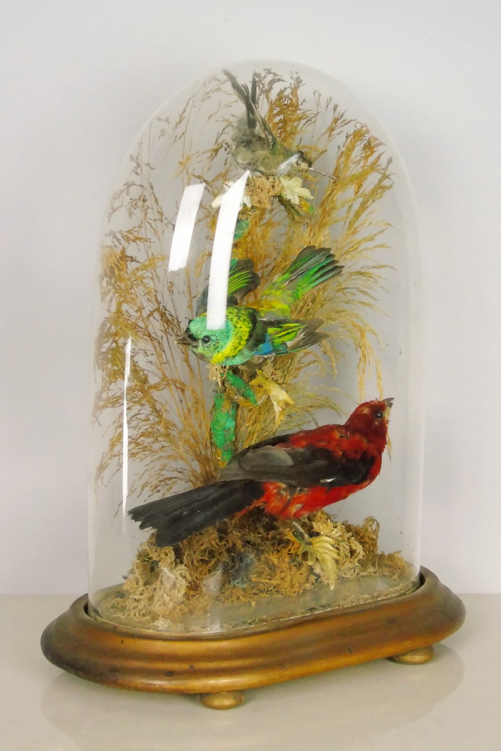 Victorian Taxidermy Dome Bird Specimens Cased View II