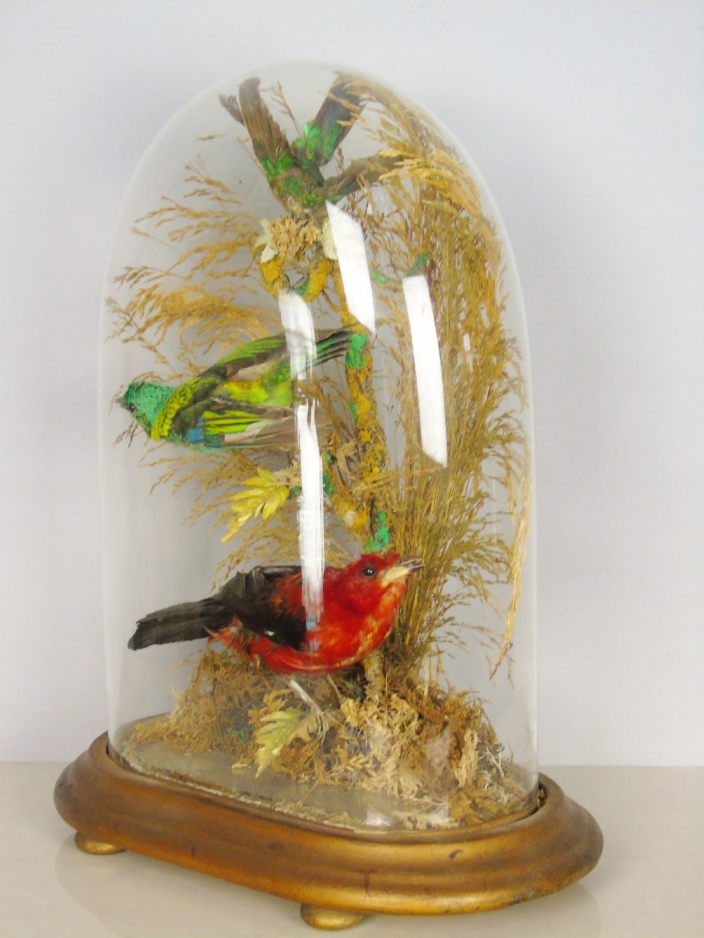 Victorian Taxidermy Dome Bird Specimens Cased View III