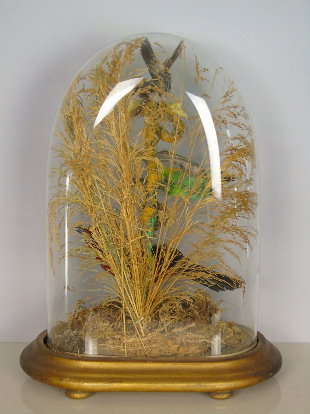 Victorian Taxidermy Dome Bird Specimens Cased View IV