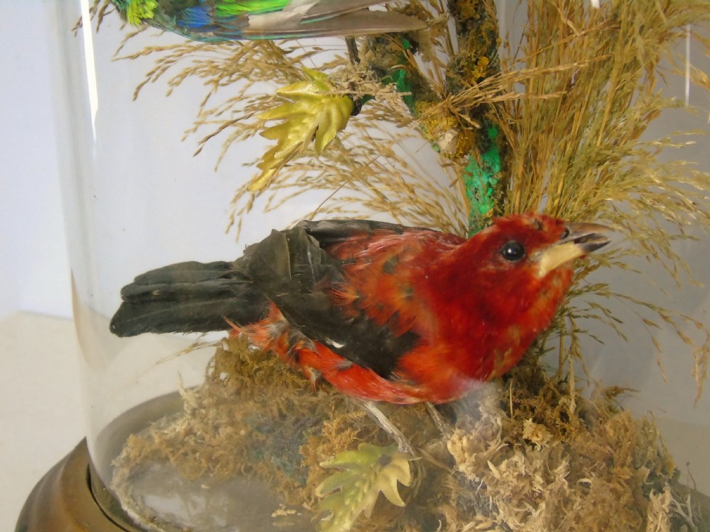 Victorian Taxidermy Dome Bird Specimens Cased View V