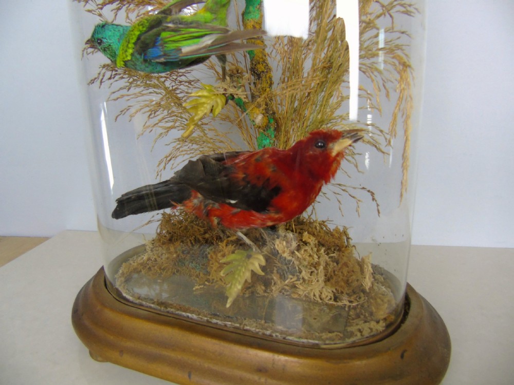 Victorian Taxidermy Dome Bird Specimens Cased View VI