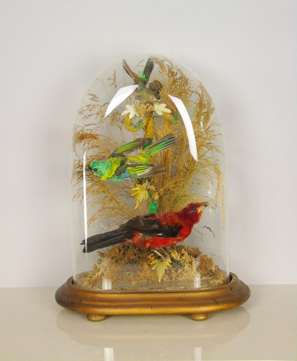 Victorian Taxidermy Dome Bird Specimens Cased View VII