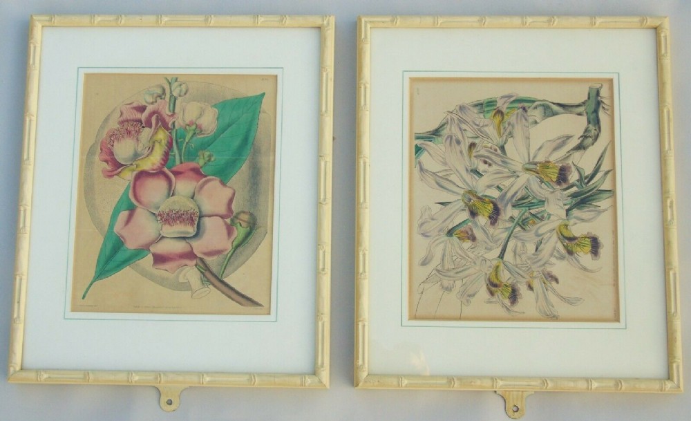 Pair Antique Hand Coloured Botanical Prints Curtis Swan Botanical Magazine