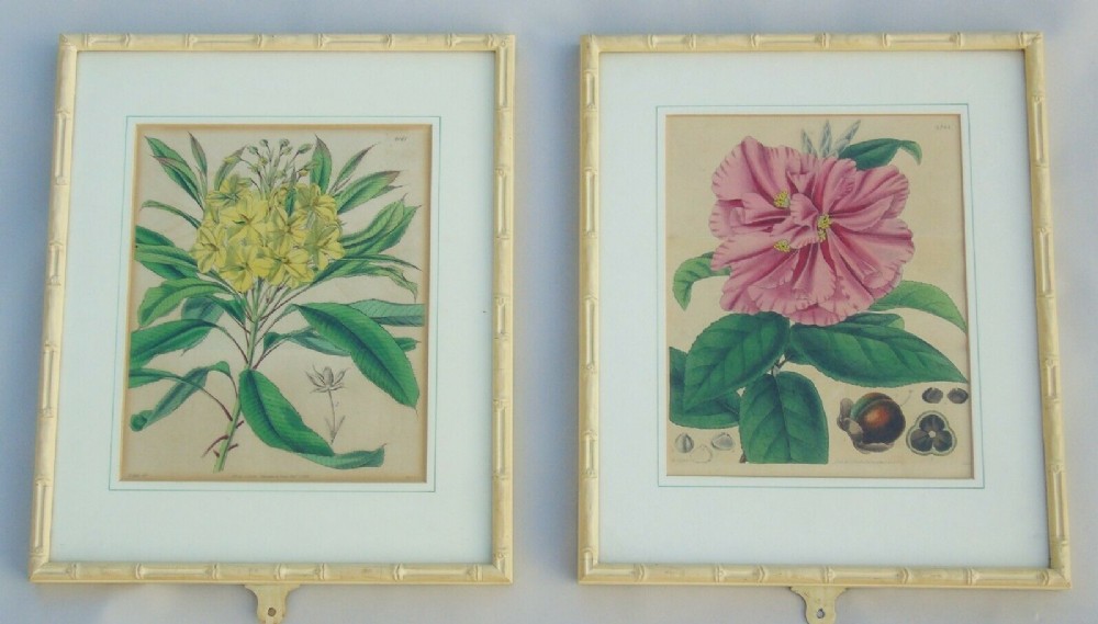 Pair Antique Hand Coloured Botanical Prints Curtis Swan Botanical Magazine
