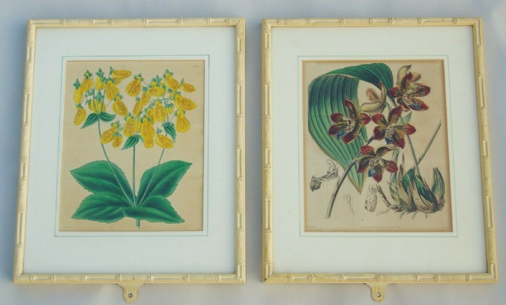Pair Antique Hand Coloured Botanical Prints Curtis Swan Botanical Magazine