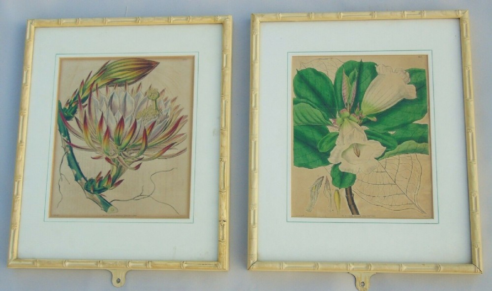 Pair Antique Hand Coloured Botanical Prints Curtis Swan Botanical Magazine