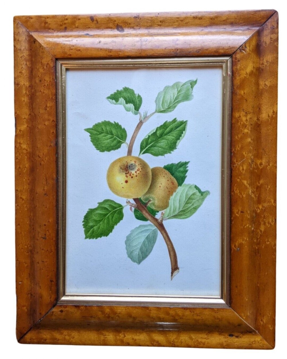 Antique Botanical Watercolour Quince Maple Frame 19th Century