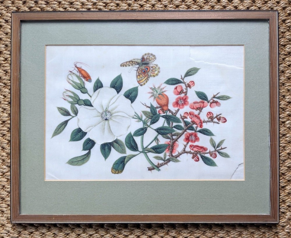 Chinese Botanical Watercolour Pith Painting Qing Dynasty