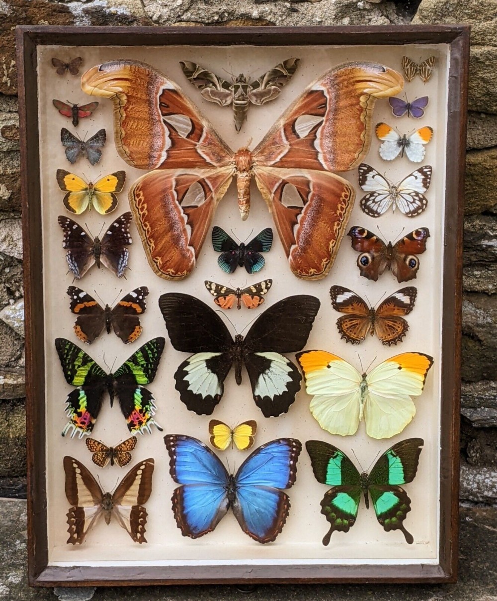 Antique Butterfly Moth Specimens Cased