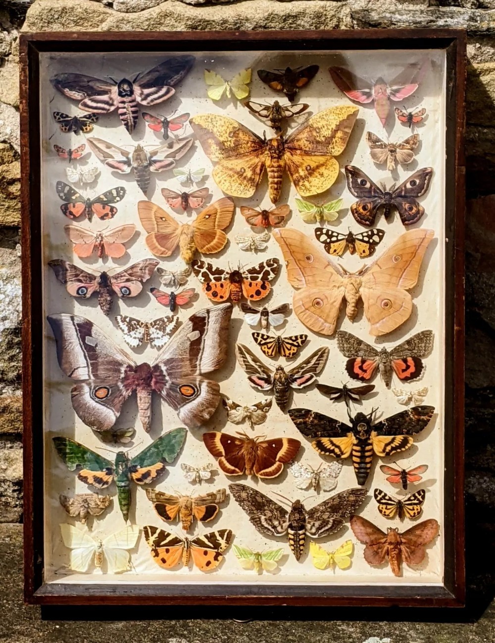 Antique Butterflies Moth Specimen Cased