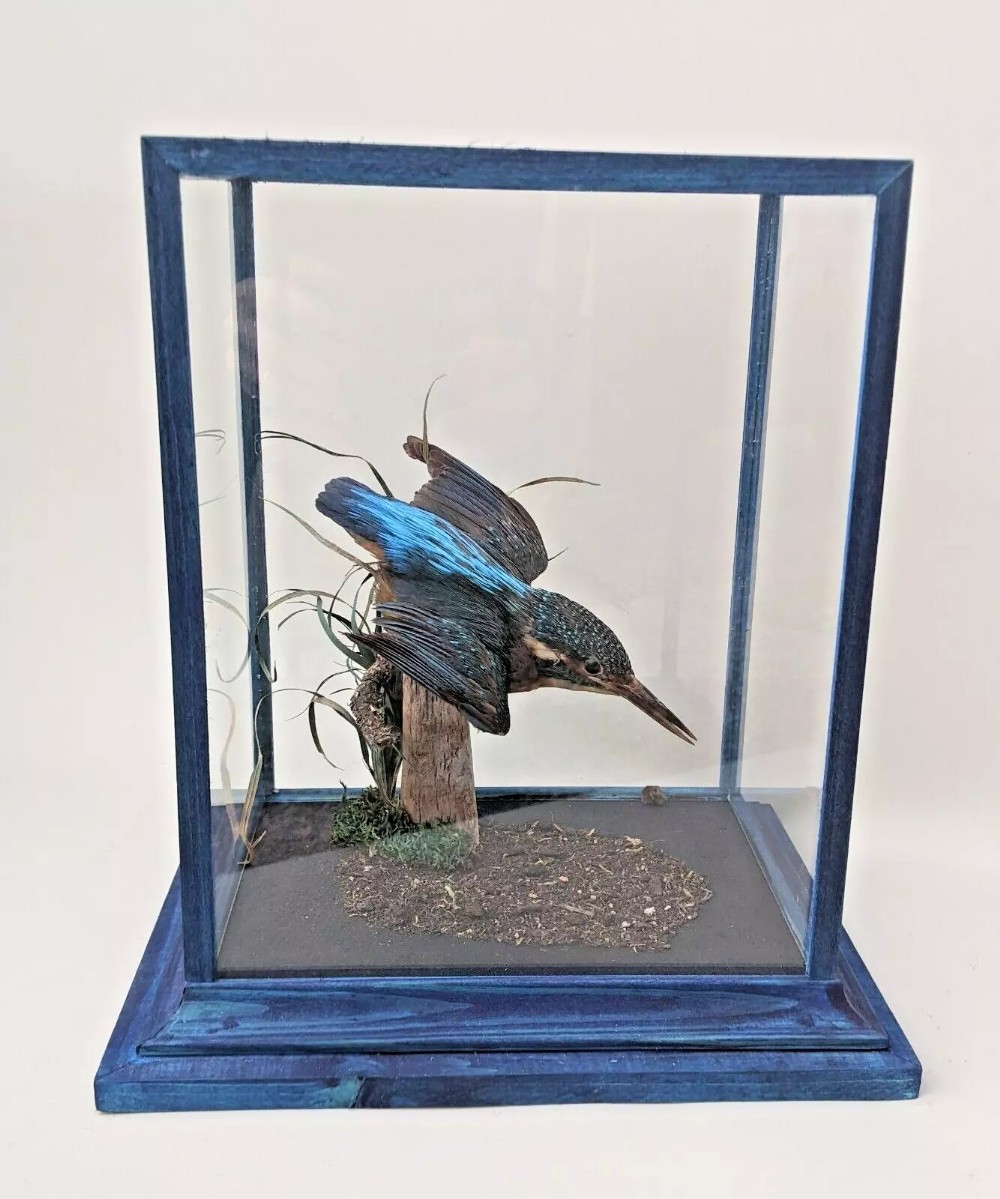 Beautiful Kingfisher Taxidermy ( Alcedo athis ) in Display Case