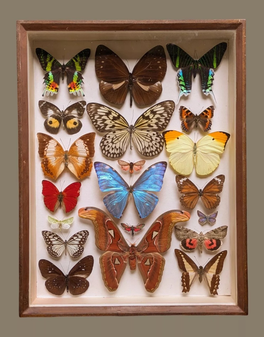 Antique Butterfly and Moth Specimens Case