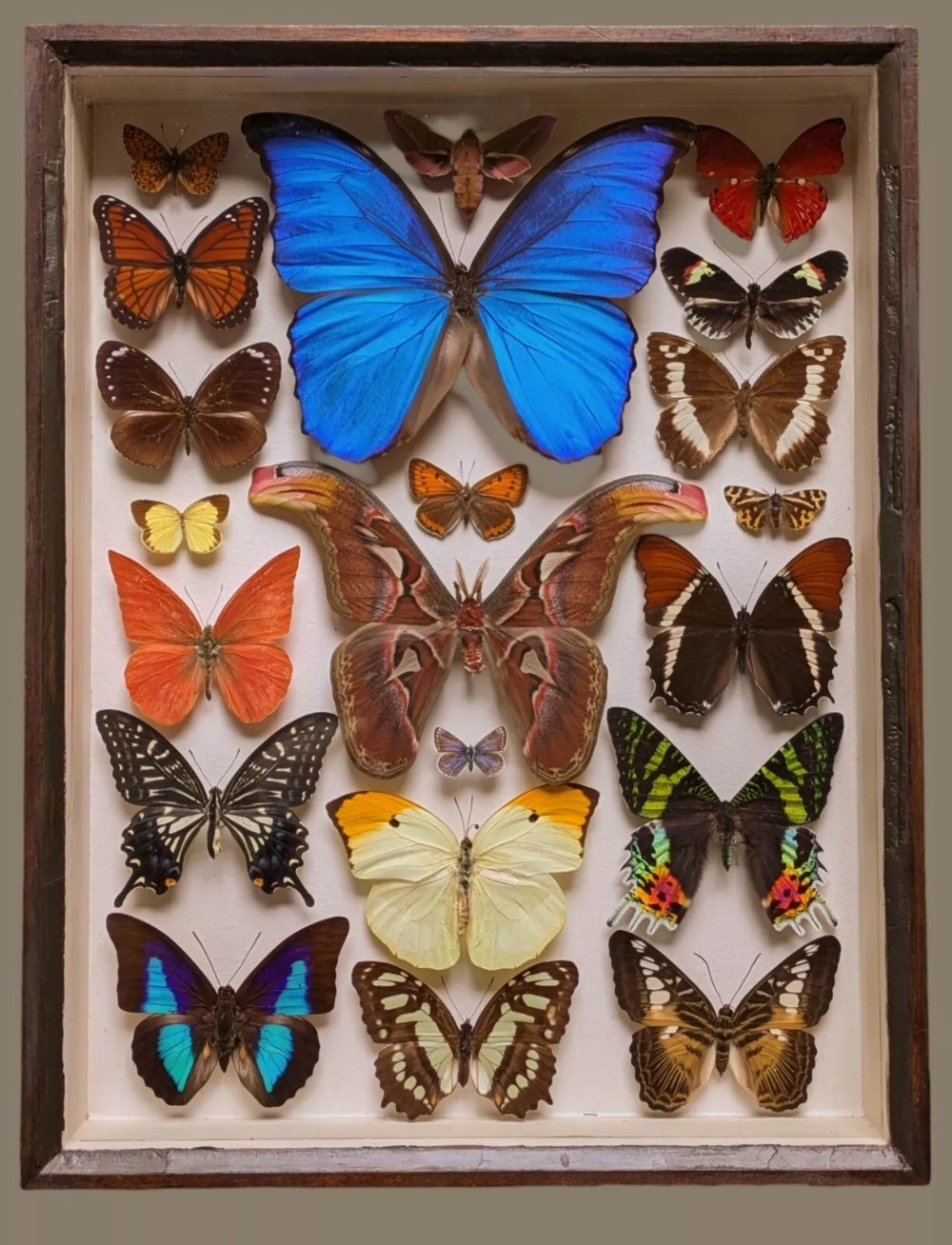 Superb Antique Collection Butterfly & Moth Specimens Cased