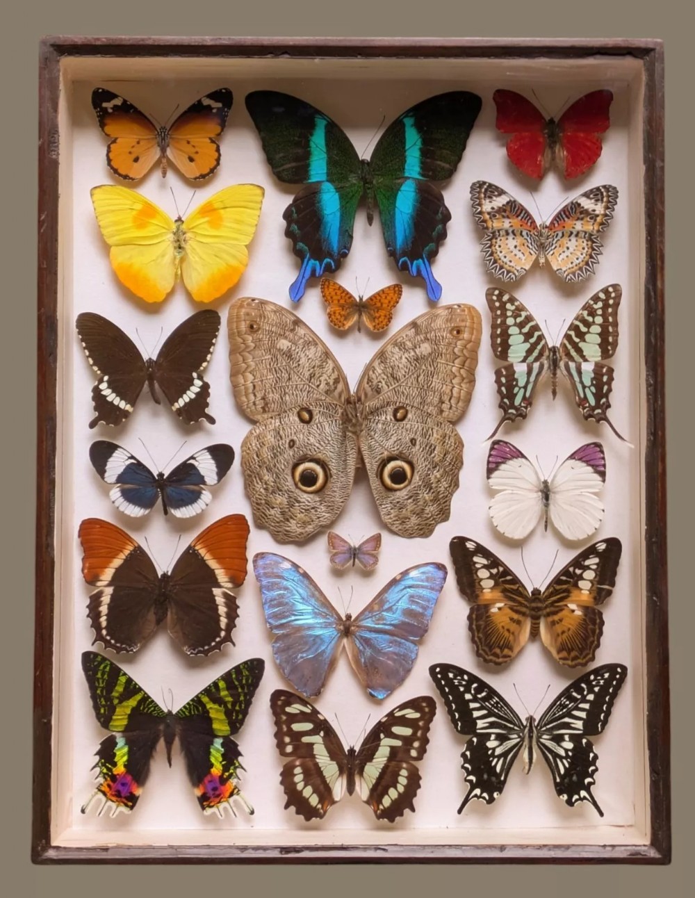 Antique Butterfly Specimens Cased