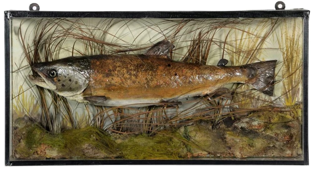 Cased Brown Trout Taxidermy - Salmo Trutta.