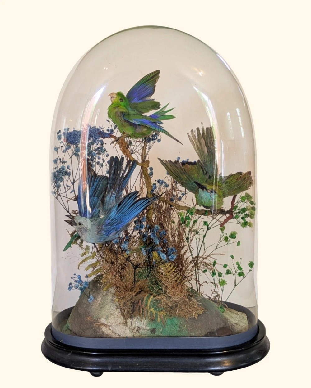 Taxidermy Dome Victorian Tropical Bird Diorama Meropidae (Bee Eater)