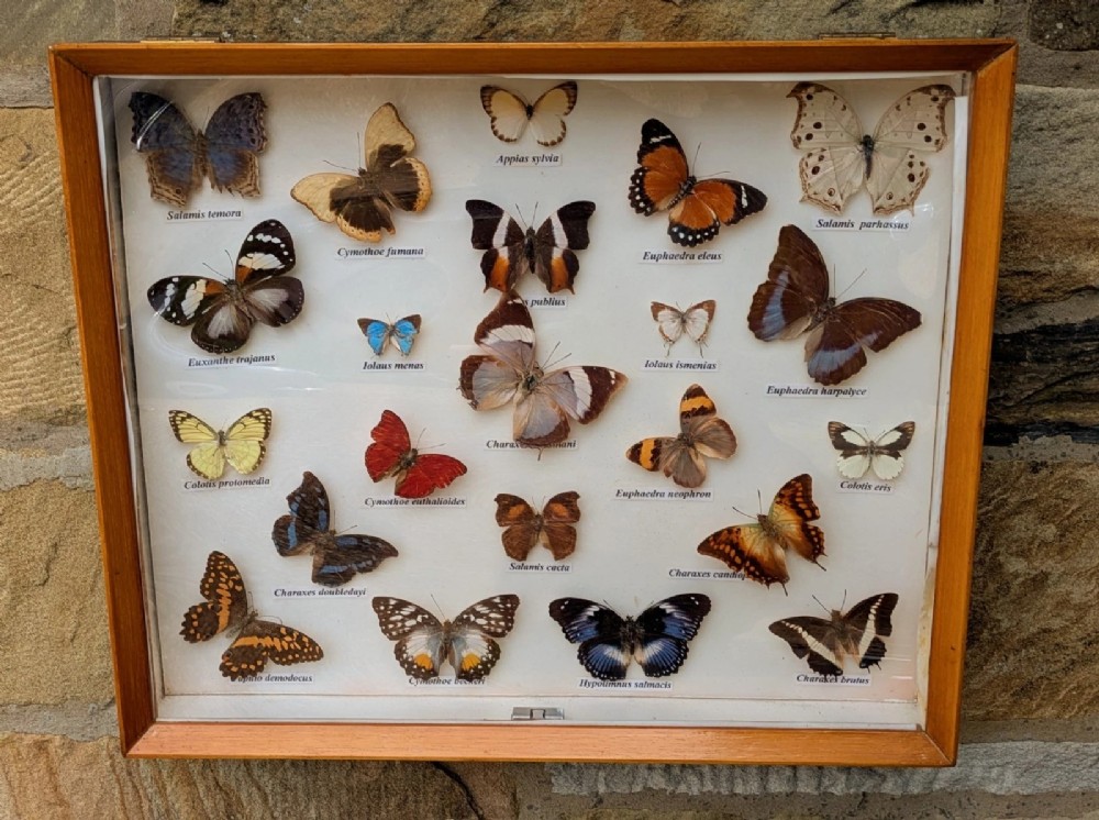 Beautiful Display Tropical Butterflies Cased