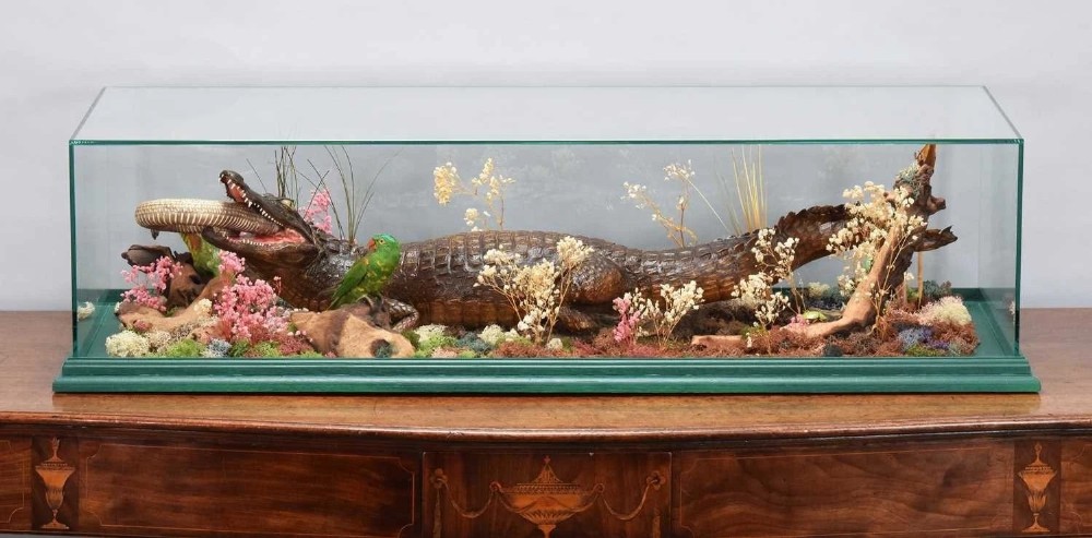 A Victorian glass display case containing a taxidermy crocodile holding a snake in its mouth alongside a small parrot, set within a naturalistic diorama on a green wooden base.