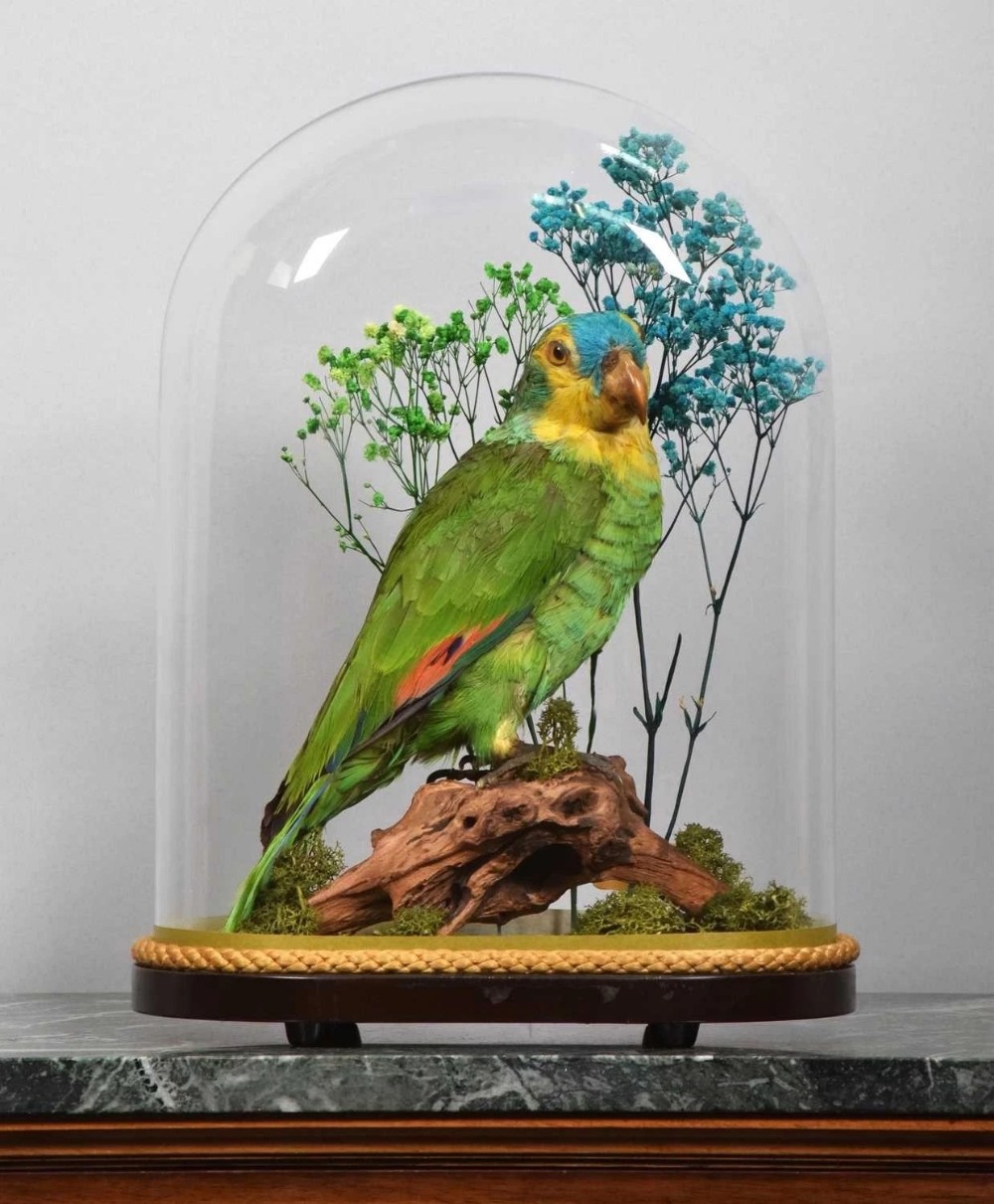 Victorian Blue Fronted Parrot under Glass Dome