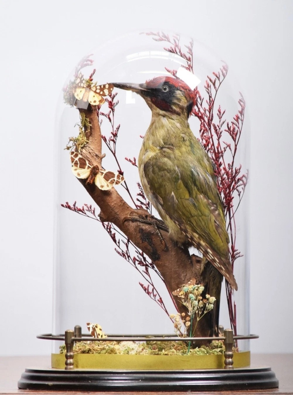 Victorian Taxidermy Green Woodpecker & Butterflies In Glass Dome