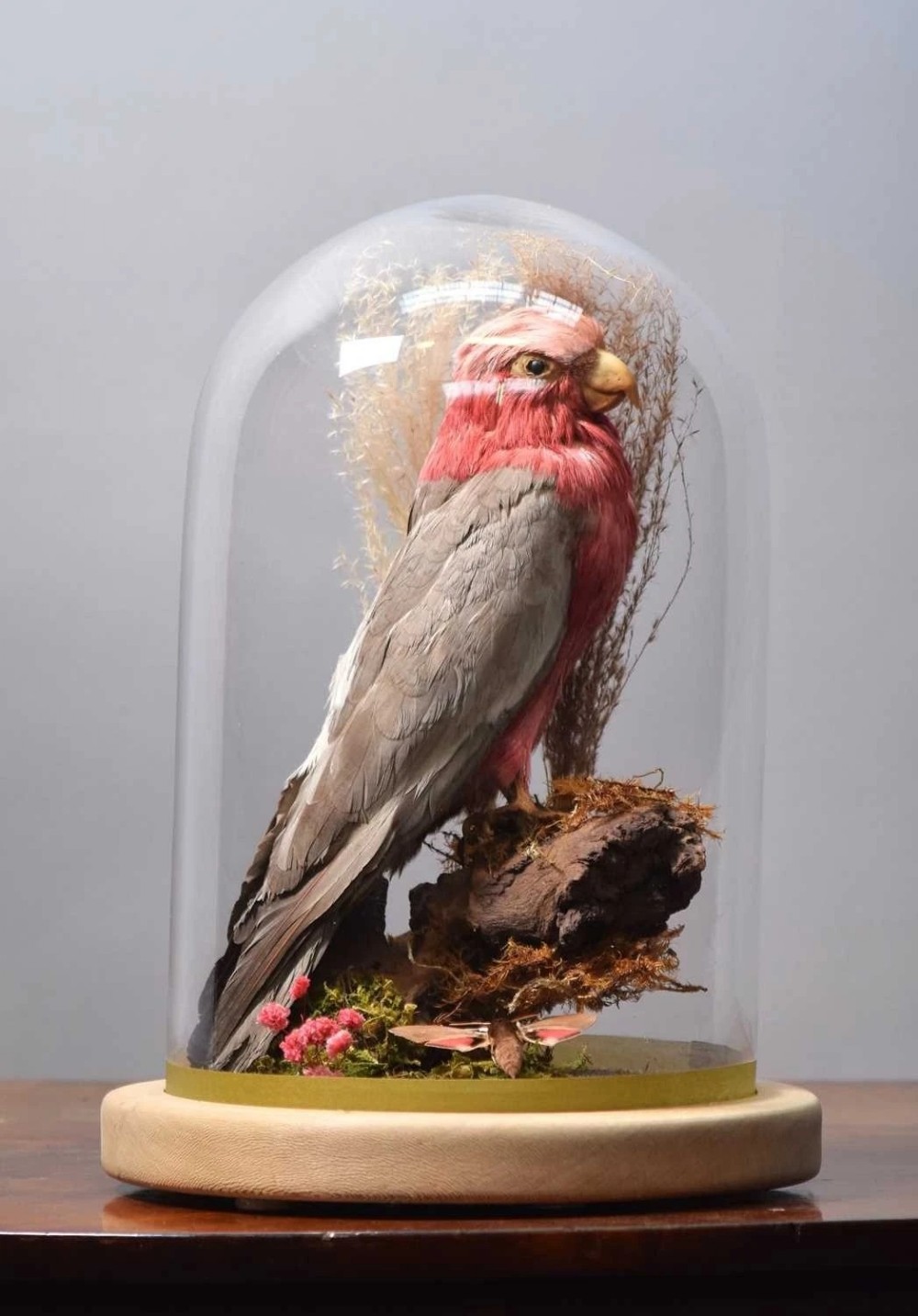 Taxidermy Late Victorian Galah Cockatoo (Eolophus Roseicapilla)