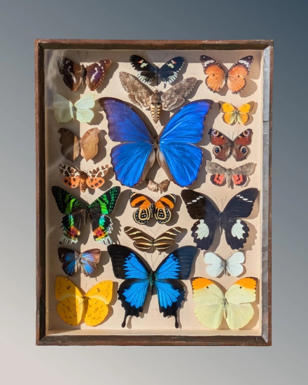 Beautiful Tropical Butterfly Cased Display