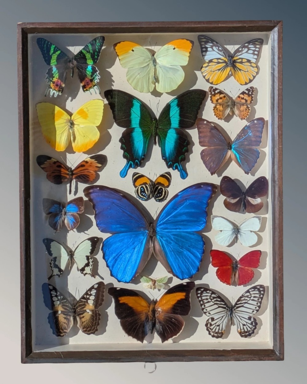 Beautiful Butterfly Collection Cased Display