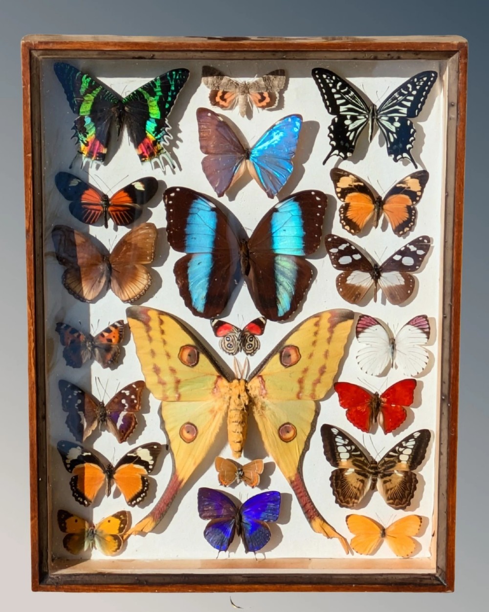 Beautiful Butterfly Tropical Display Cased Collection