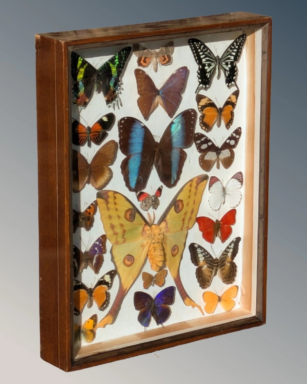 Beautiful Butterfly Tropical Display Cased Collection View II