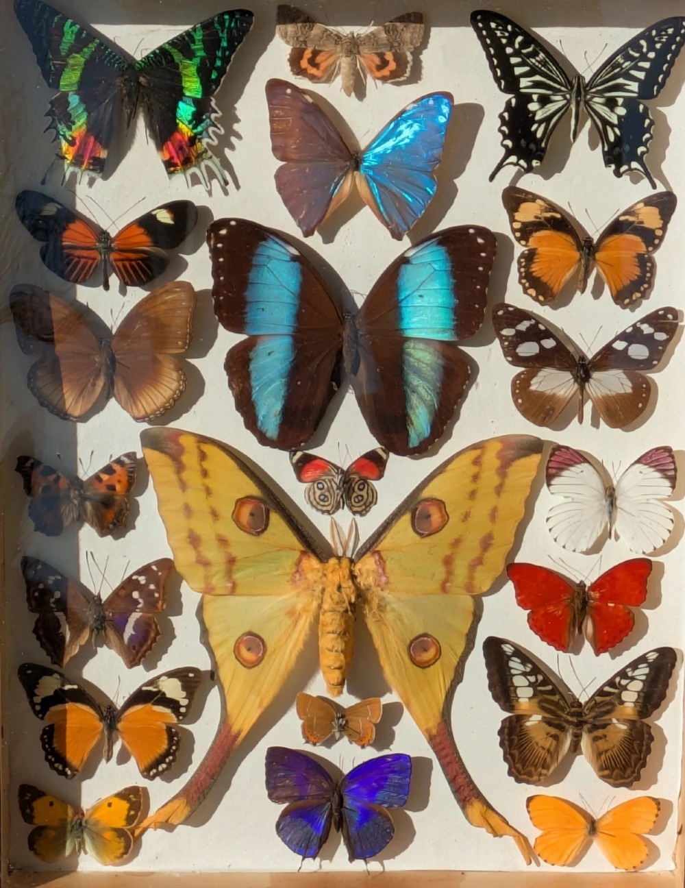 Beautiful Butterfly Tropical Display Cased Collection View III