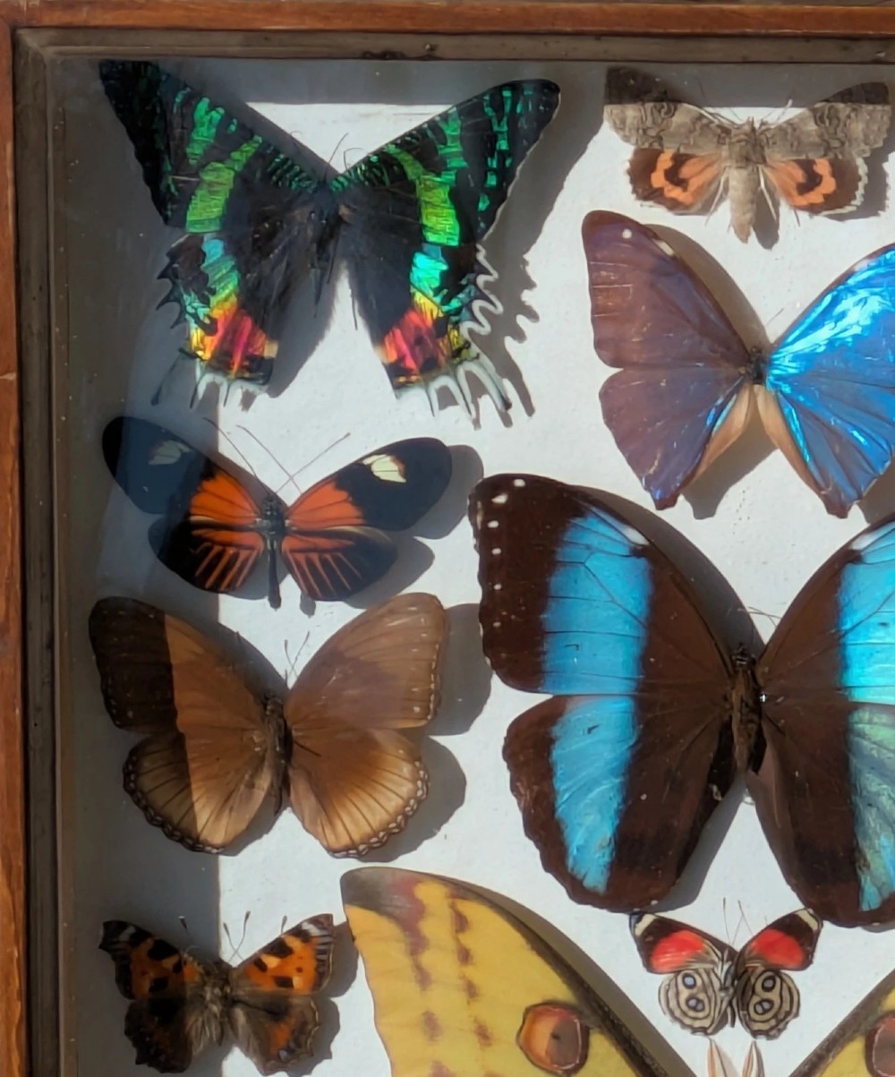 Beautiful Butterfly Tropical Display Cased Collection View IV