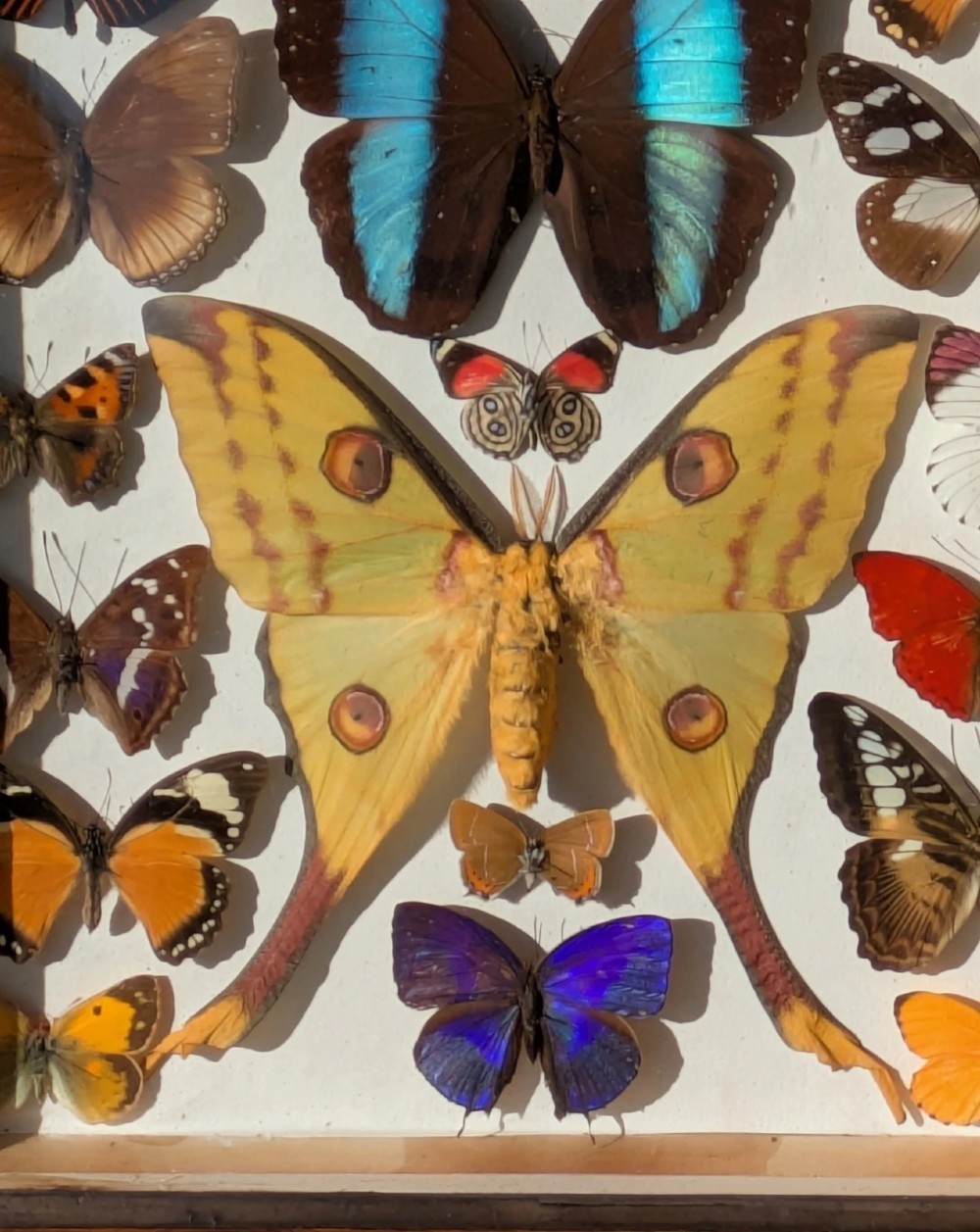 Beautiful Butterfly Tropical Display Cased Collection View VI