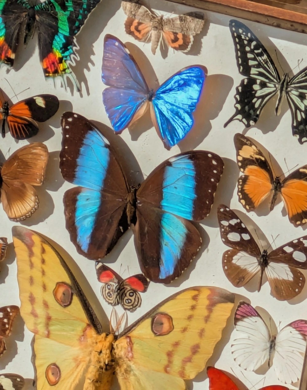 Beautiful Butterfly Tropical Display Cased Collection View VII